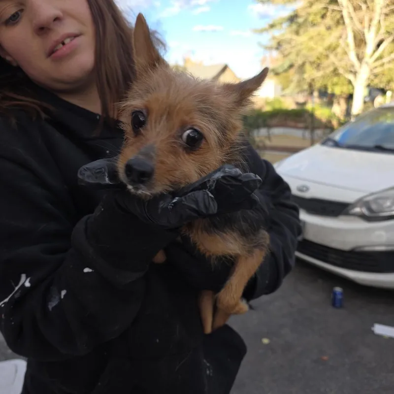 An adult small-sized female Brown / Chocolate Mixed Breed dog named Rachel for adoption in Klamath Falls, OR