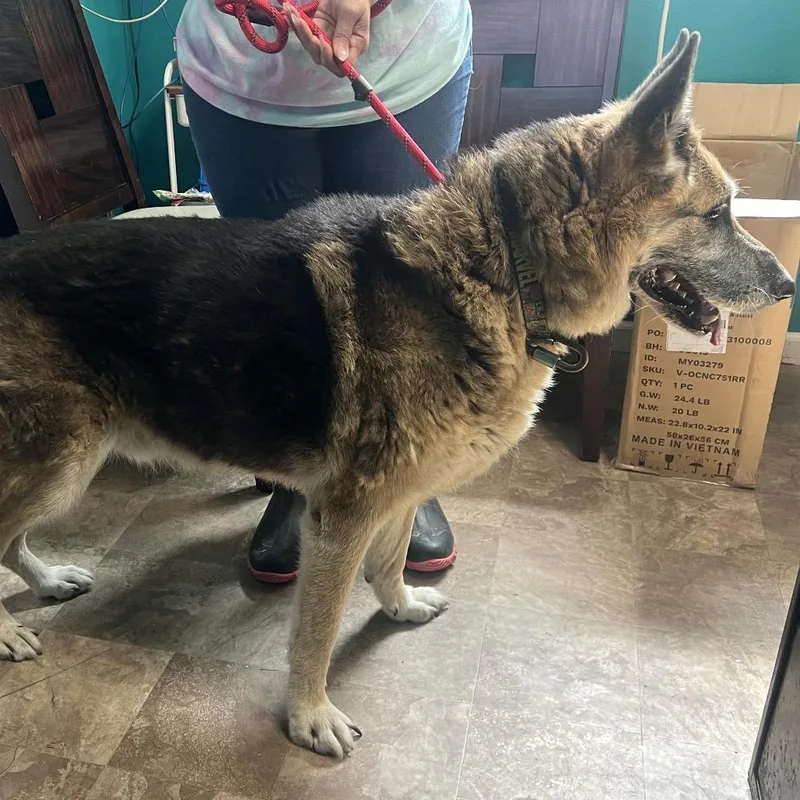 A senior large-sized male Black German Shepherd Dog dog named Jethro for adoption in Floresville, TX