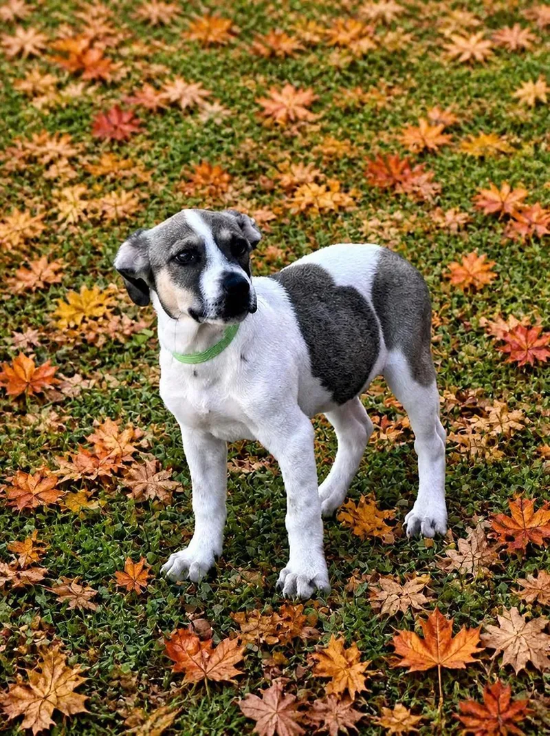 A baby medium-sized male Labrador Retriever dog named Benet for adoption in Willington, CT