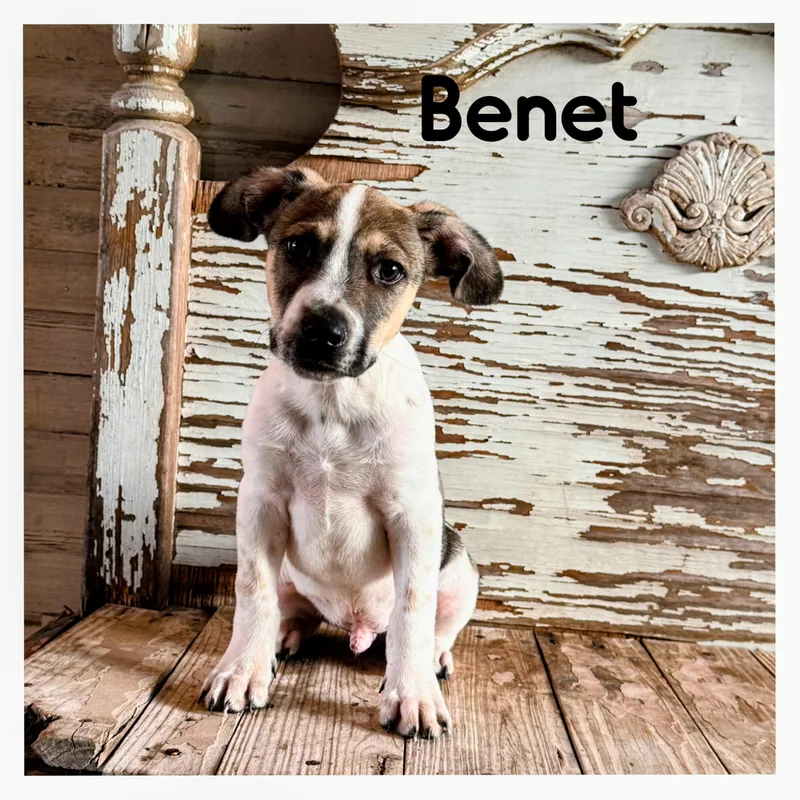 Benet thumbnail 2