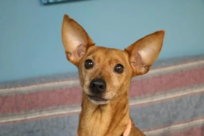 A senior small-sized female Terrier dog named Roxy for adoption in Kansas City, MO