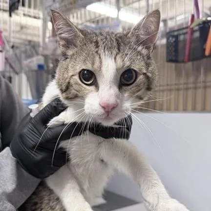 An adult medium-sized male Brown / Chocolate Domestic Short Hair cat named Edward for adoption in New York, NY