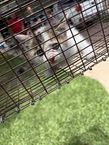 A baby small-sized female Domestic Short Hair cat named A for adoption in Houston, TX