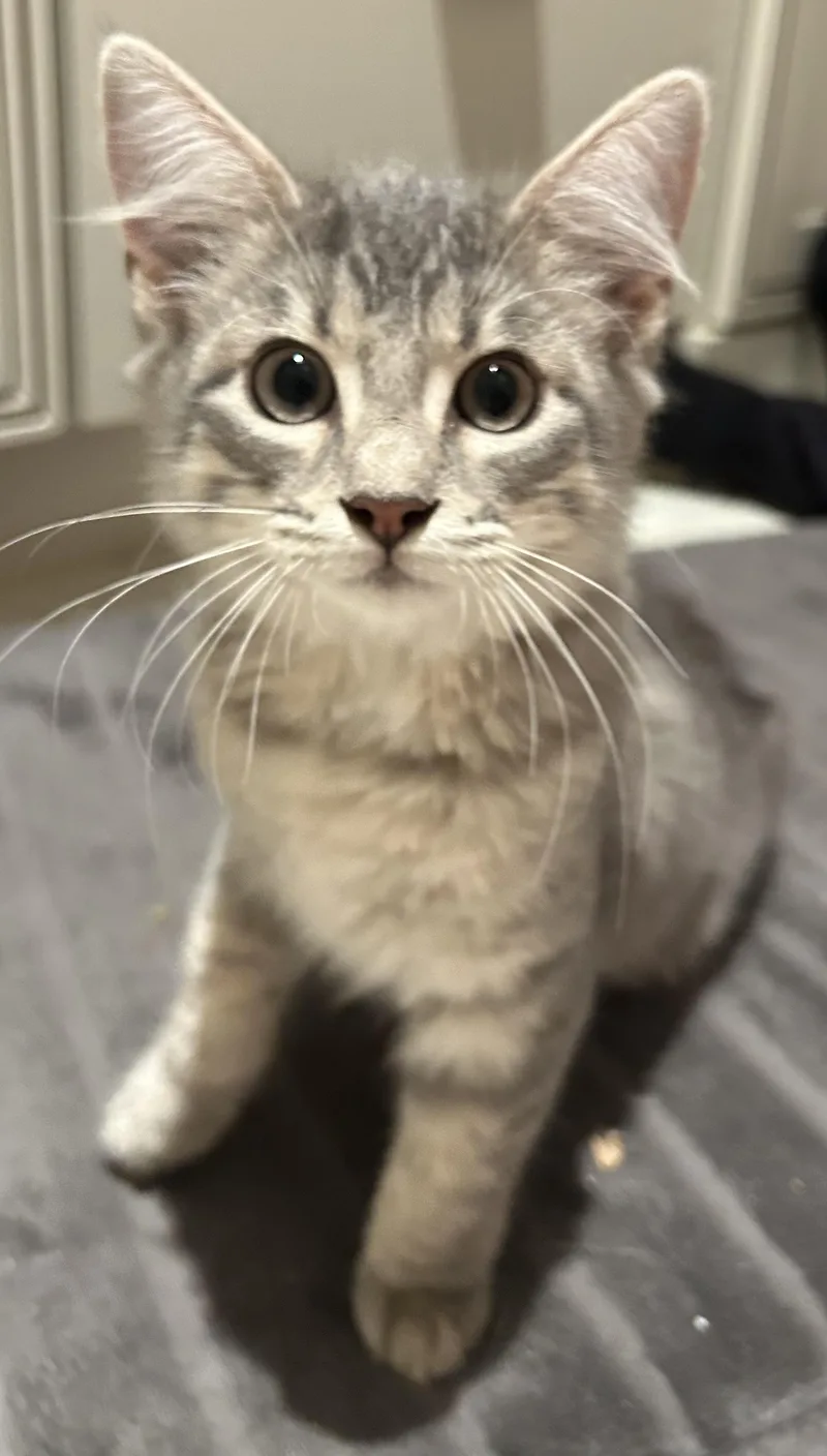 A baby medium-sized male Tabby (Gray / Blue / Silver) Tabby cat named Innes for adoption in Mobile, AL