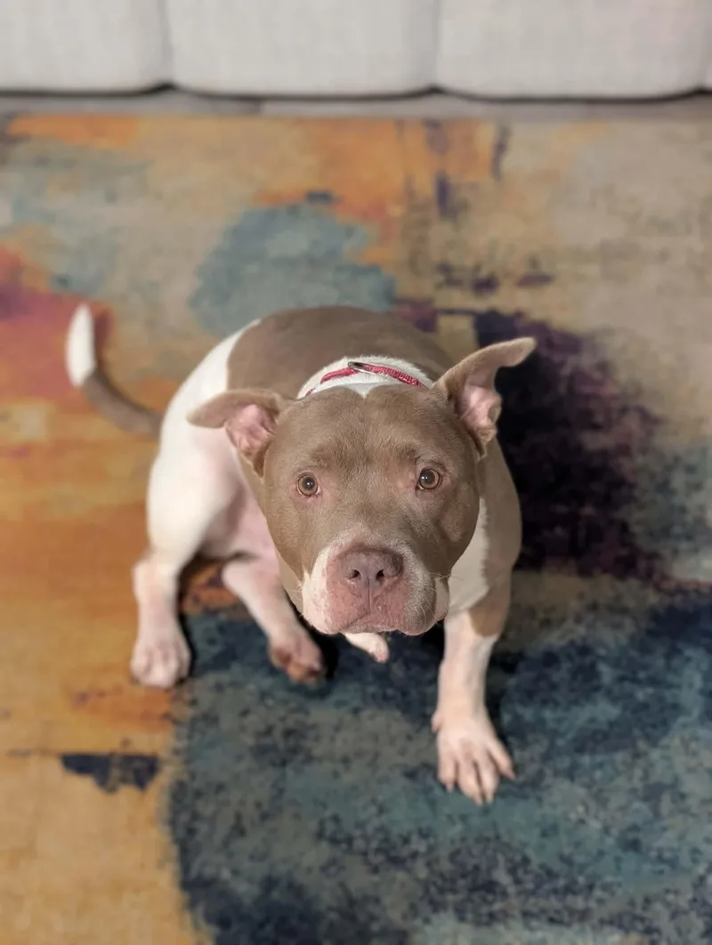 An adult large-sized male White / Cream Pit Bull Terrier dog named Nemo for adoption in Raytown, MO