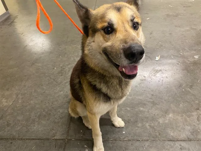 An adult medium-sized male German Shepherd Dog dog named Heimdall for adoption in Tustin, CA