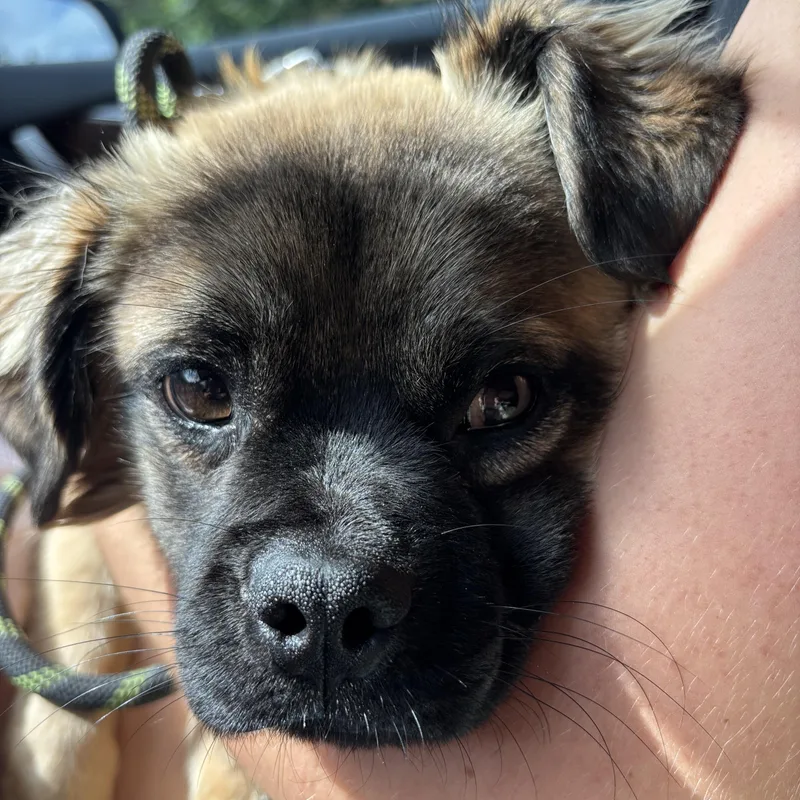 A young small-sized male Apricot / Beige Pug dog named Graham for adoption in Carlsbad, CA