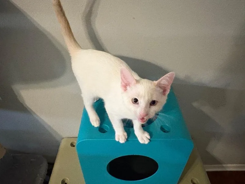 A baby small-sized male Orange & White Siamese cat named Robin for adoption in Dallas, TX