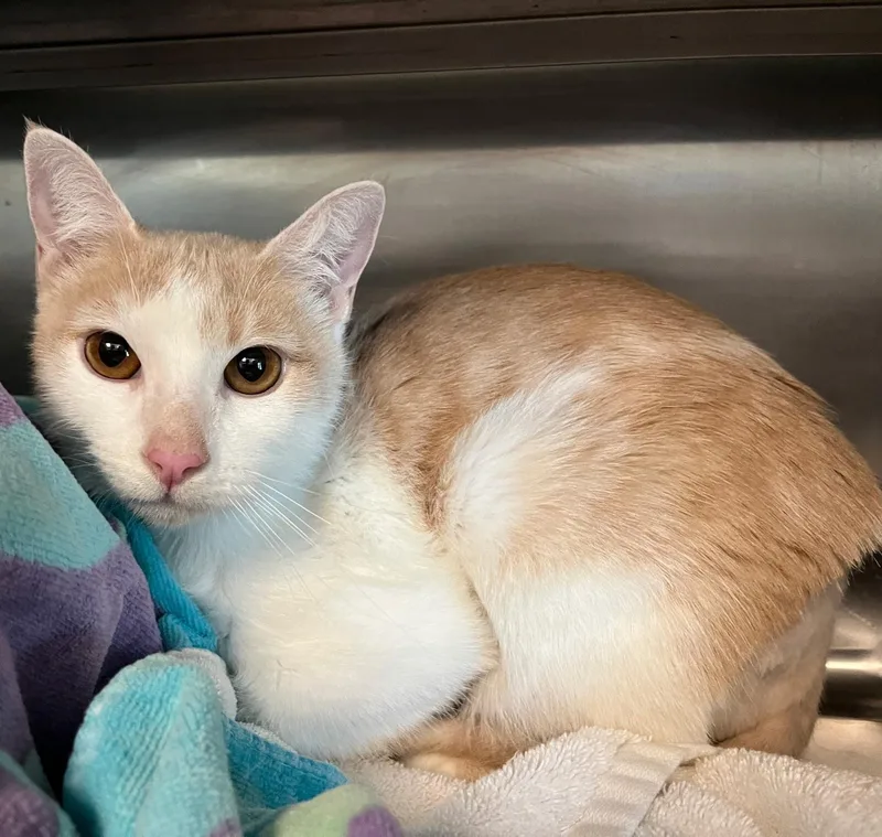 A young medium-sized female Domestic Short Hair cat named Fruitcake for adoption in Van Nuys, CA