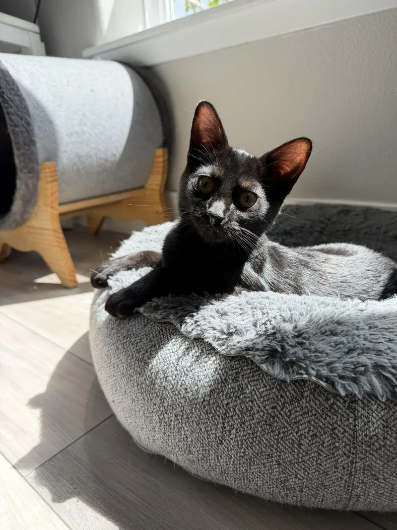 A baby large-sized male Black Domestic Short Hair cat named Huckleberry and Violet for adoption in Seattle, WA