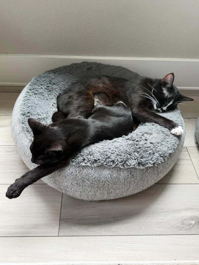Huckleberry and Violet thumbnail 3