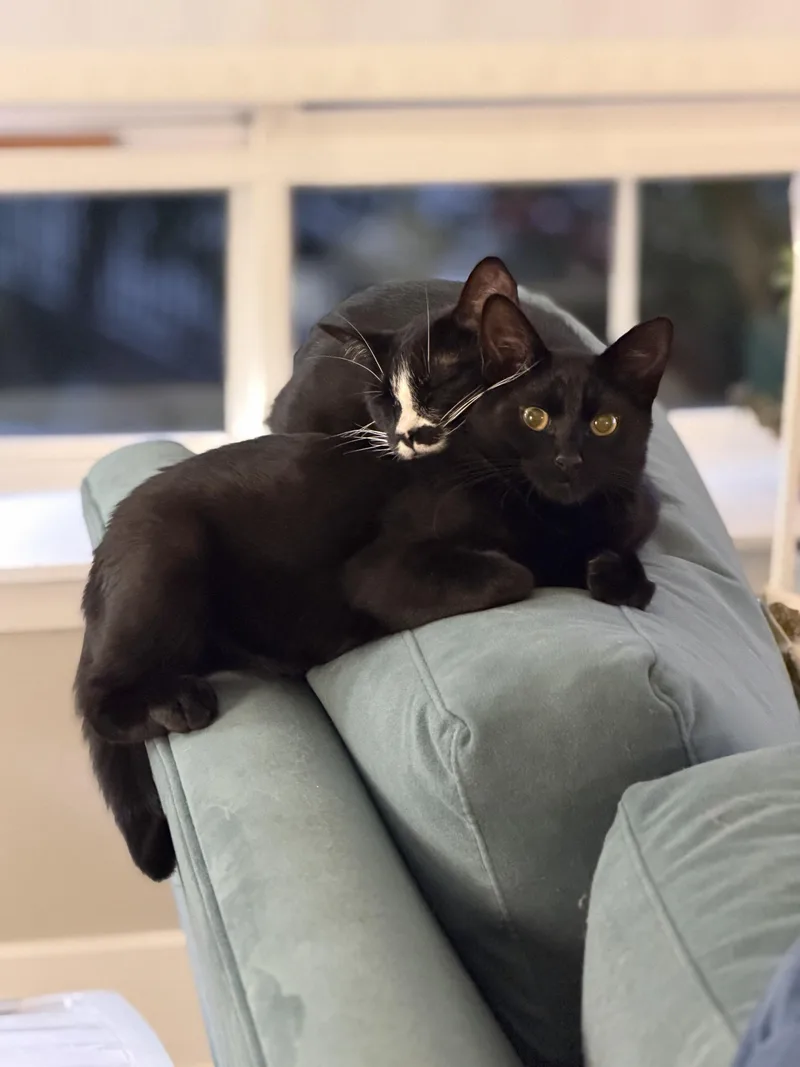Huckleberry and Violet thumbnail 4