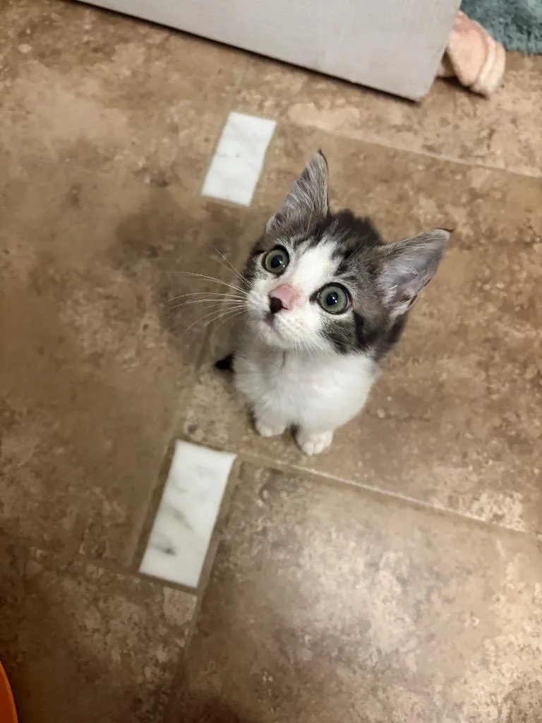 A baby small-sized female Domestic Medium Hair cat named Toscana for adoption in Newnan, GA