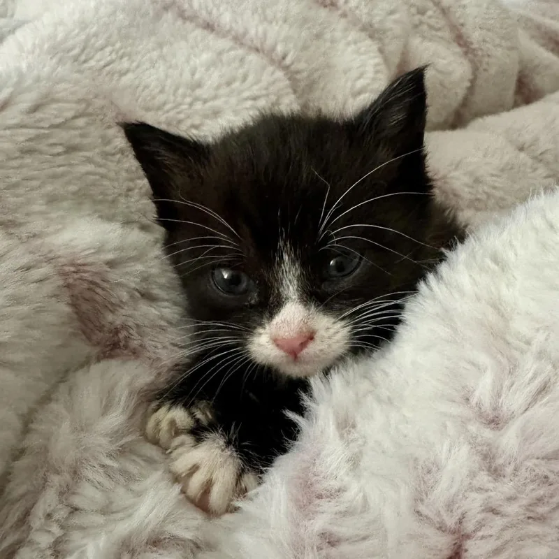 A baby small-sized female Black Domestic Short Hair cat named Olivia for adoption in Los Angeles, CA