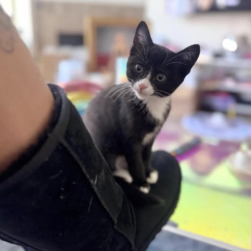 Olivia thumbnail 2