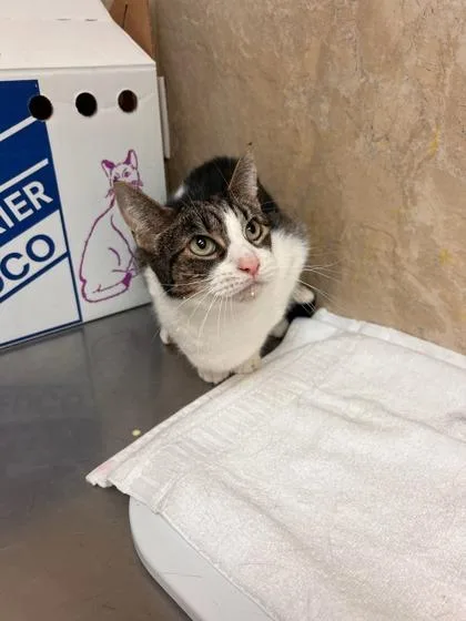 A senior small-sized female Domestic Short Hair cat named Michi for adoption in Honolulu, HI