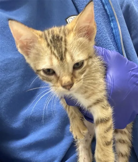 A baby medium-sized female Domestic Short Hair cat named Coco for adoption in Dallas, TX