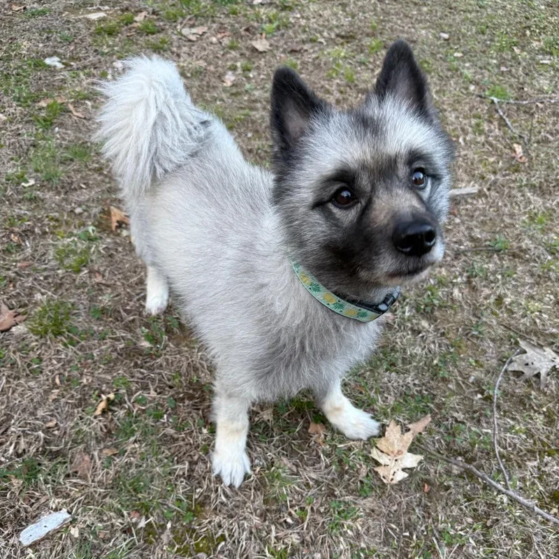A senior medium-sized male Gray / Blue / Silver Keeshond dog named Smokey for adoption in Concord, NH