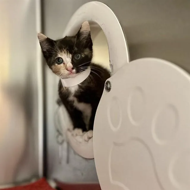 A baby small-sized female Domestic Short Hair cat named Toad for adoption in Riverside, CA