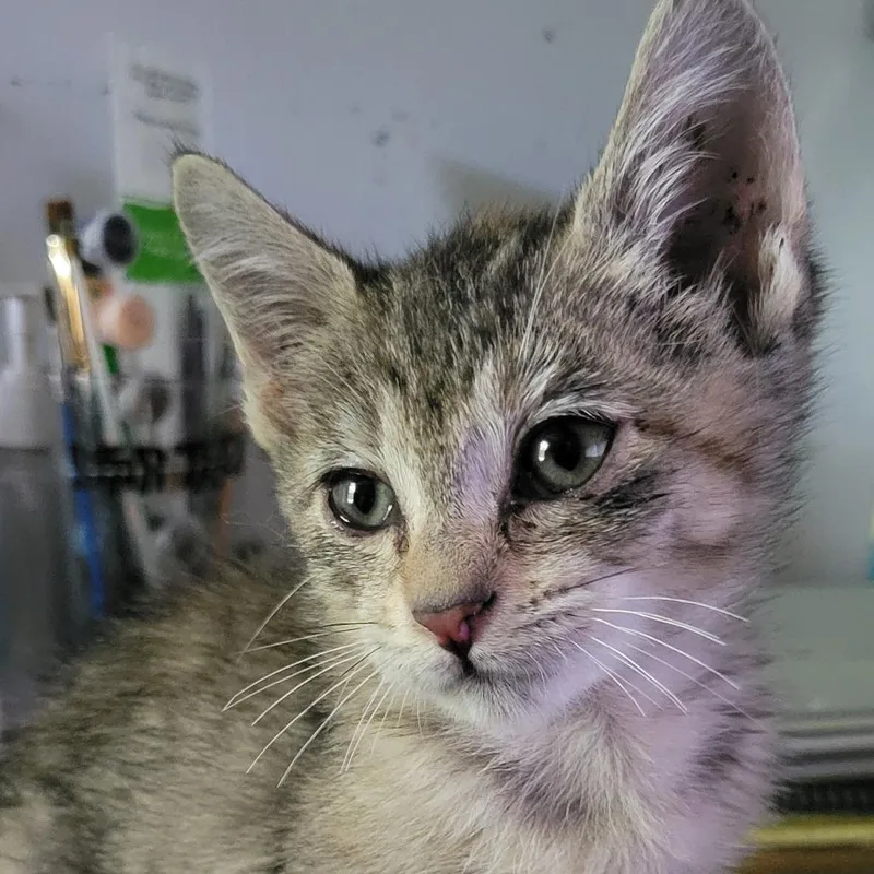 A baby small-sized female Brown / Chocolate Domestic Short Hair cat named Mira for adoption in Atlanta, GA