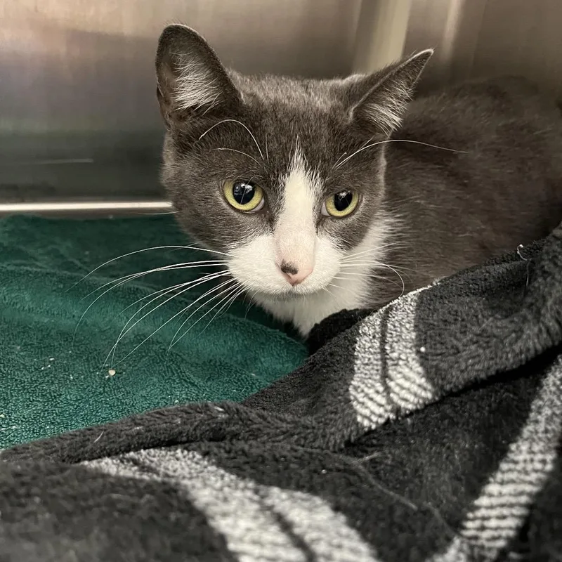 An adult medium-sized male Domestic Short Hair cat named Luca for adoption in Fort Wayne, IN