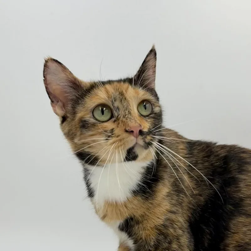 Mega Stuf Oreo thumbnail 2