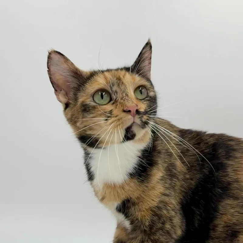 Mega Stuf Oreo thumbnail 3