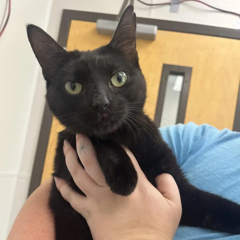 A young medium-sized female Black Domestic Short Hair cat named Daffodil for adoption in Columbiana, AL
