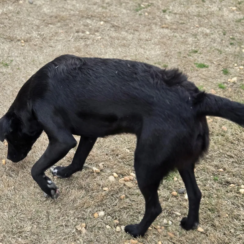 An adult medium-sized male Terrier dog named Larry for adoption in Sheridan, AR