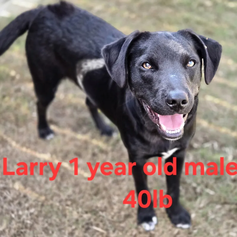 Larry thumbnail 3
