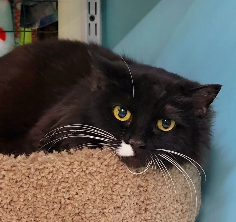 An adult medium-sized female Black & White / Tuxedo Tuxedo cat named Franklin for adoption in Fairbanks, AK