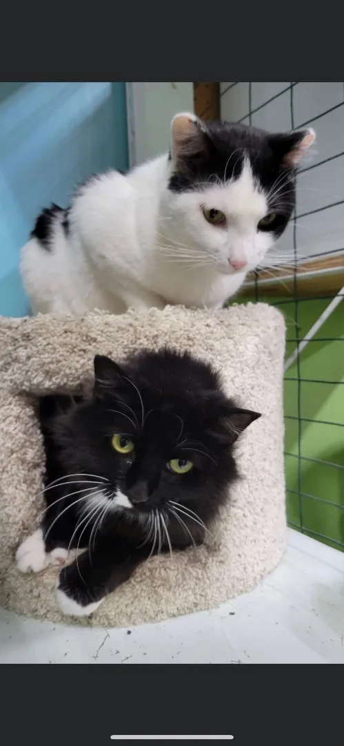 Franklin thumbnail 2