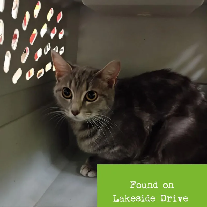 A young medium-sized female Gray / Blue / Silver Domestic Short Hair cat named Francine for adoption in Lynchburg, VA