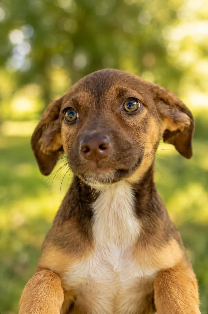 A baby extra large-sized female Terrier dog named Gracie for adoption in North Syracuse, NY