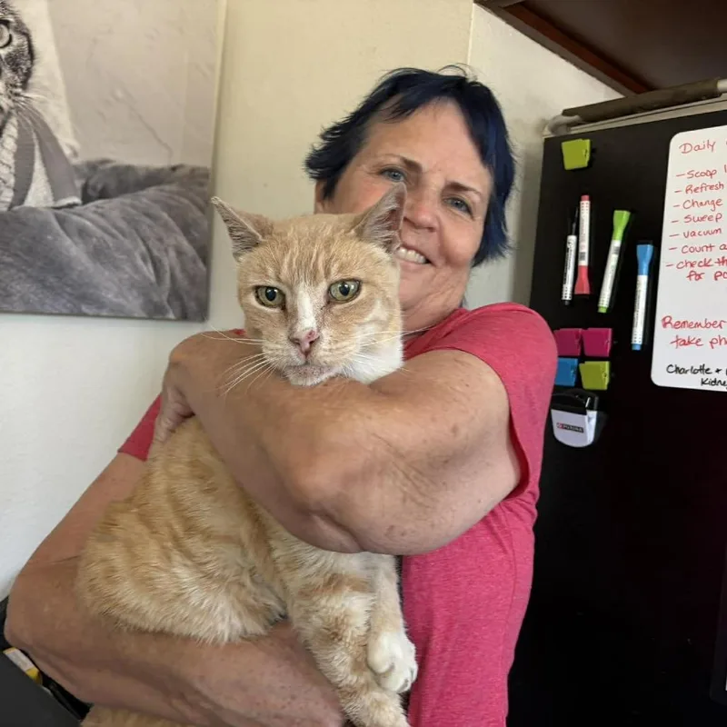 A senior medium-sized male Buff / Tan / Fawn Domestic Short Hair cat named Toups for adoption in Ramona, CA