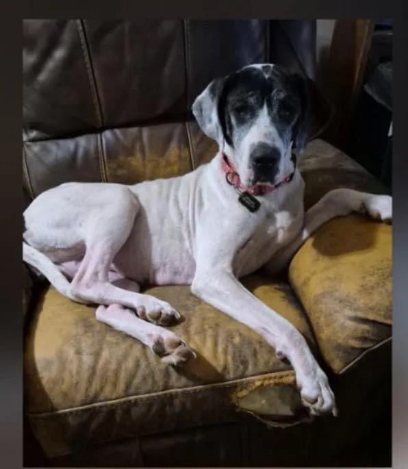 An adult large-sized female Great Dane dog named Odyssey for adoption in Paoli, IN