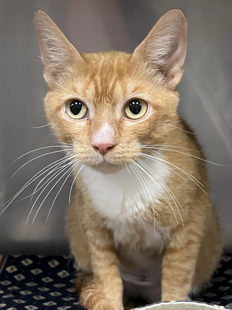 A young medium-sized female Tabby (Orange / Red) Domestic Short Hair cat named Honey for adoption in Johnston, RI