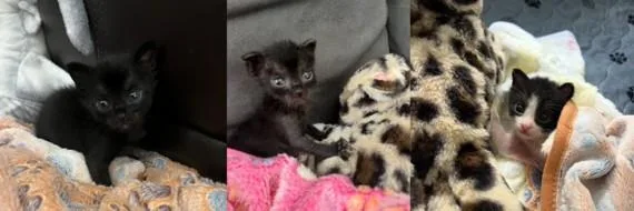 A baby small-sized female Domestic Short Hair cat named Natalie for adoption in Tustin, CA