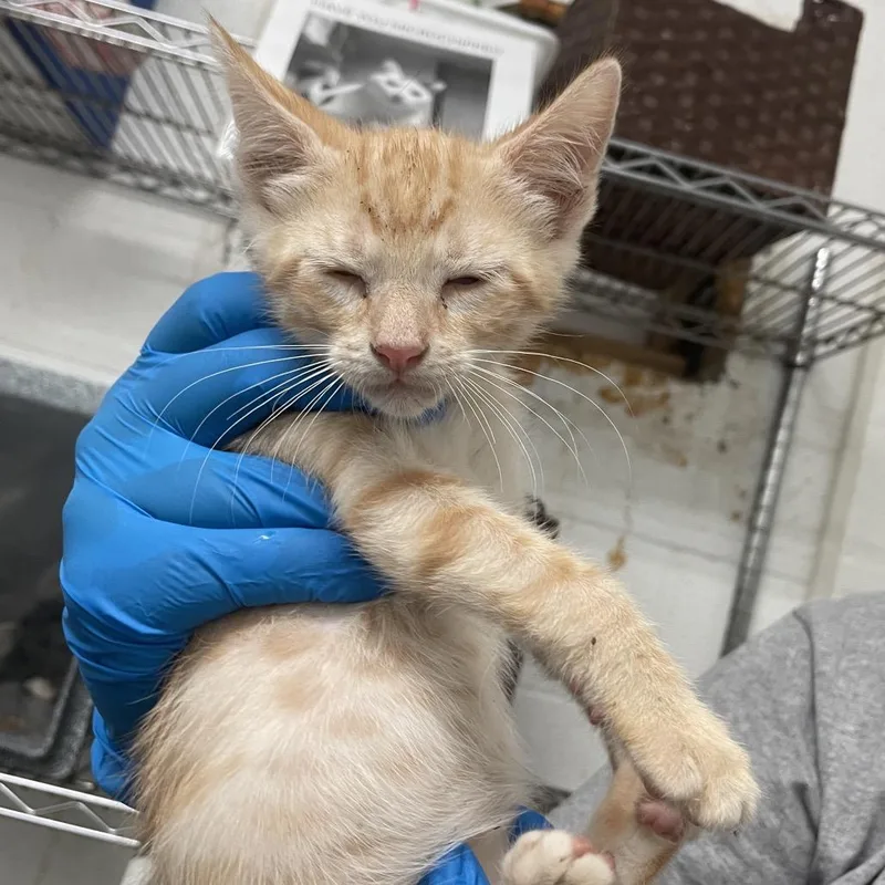 A baby small-sized male Cream / Ivory Domestic Short Hair cat named Nathan for adoption in Edinburg, TX