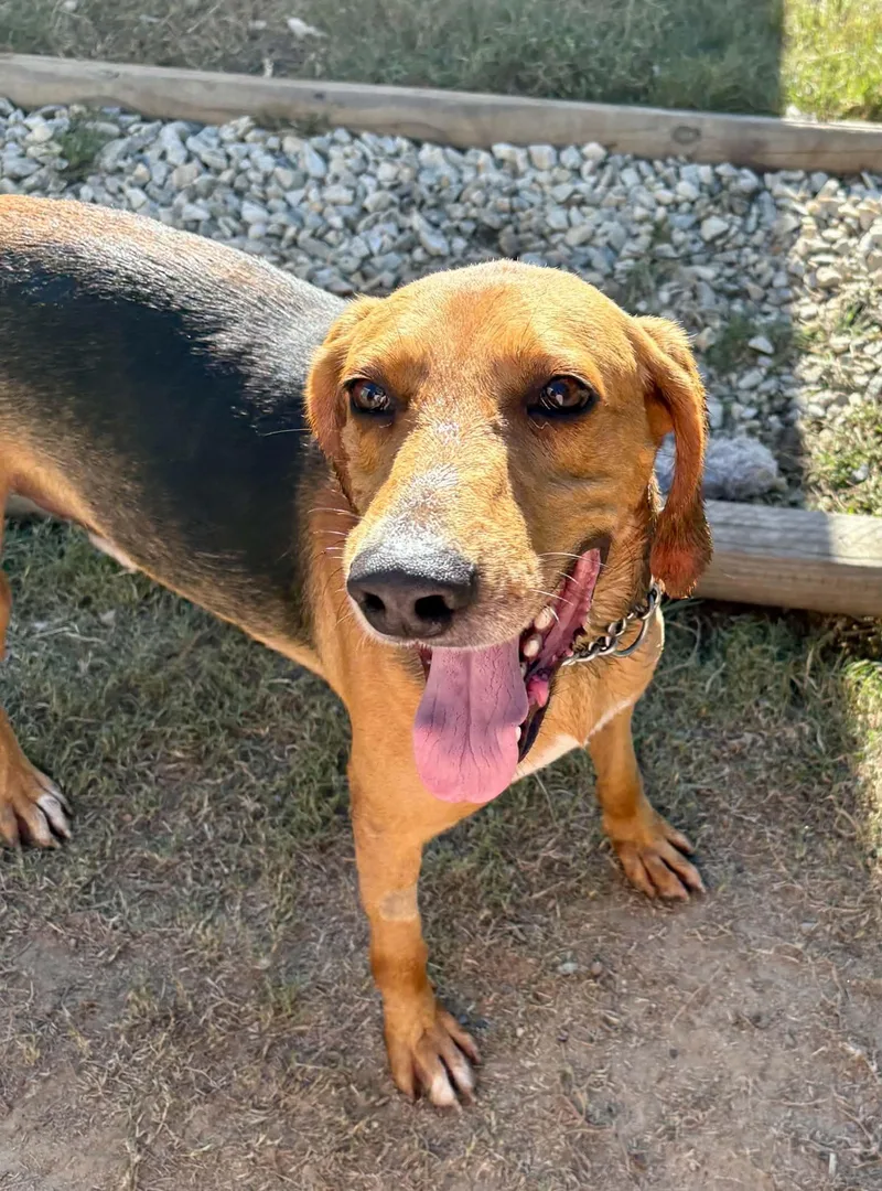 An adult medium-sized male American Foxhound dog named Holler for adoption in Sanford, NC