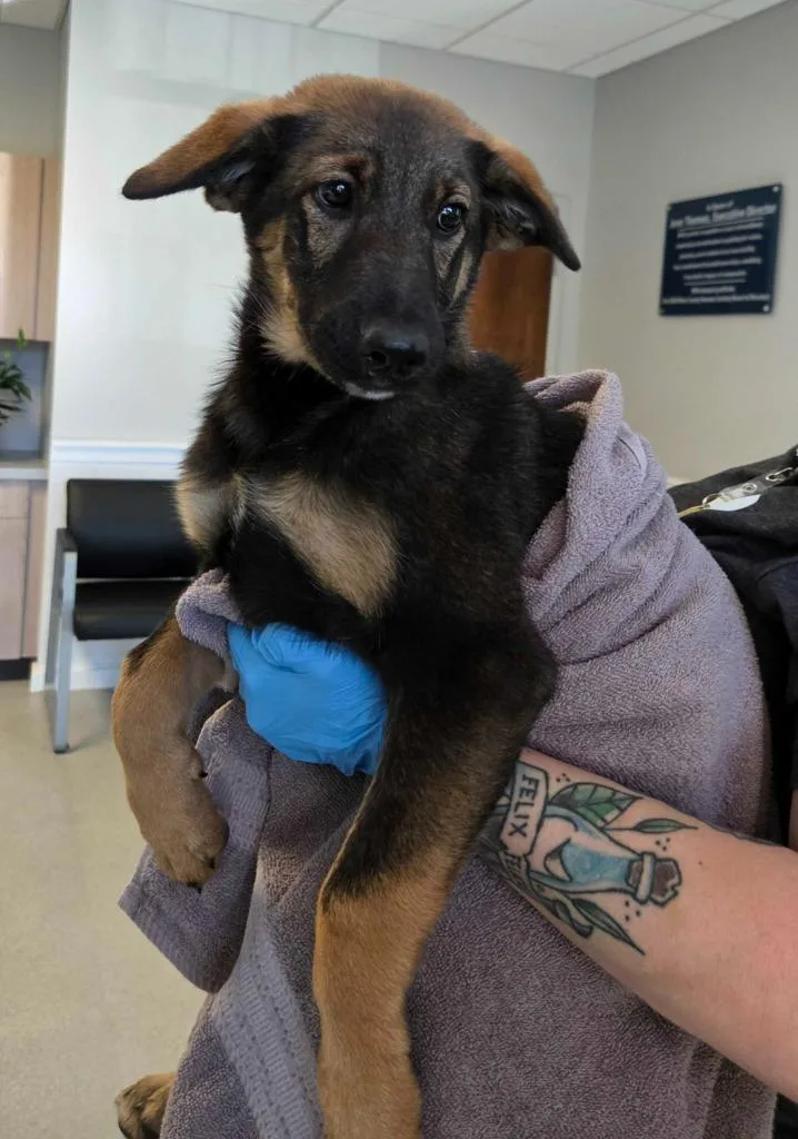A baby medium-sized female German Shepherd Dog dog named DeeDee for adoption in Chillicothe, OH