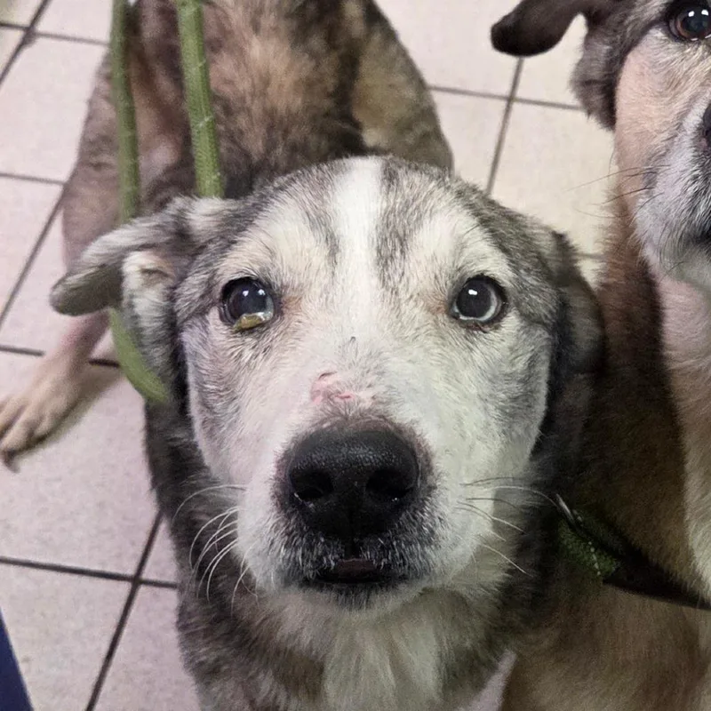 An adult medium-sized male Gray / Blue / Silver Mixed Breed dog named Gannicus for adoption in Charleston, WV