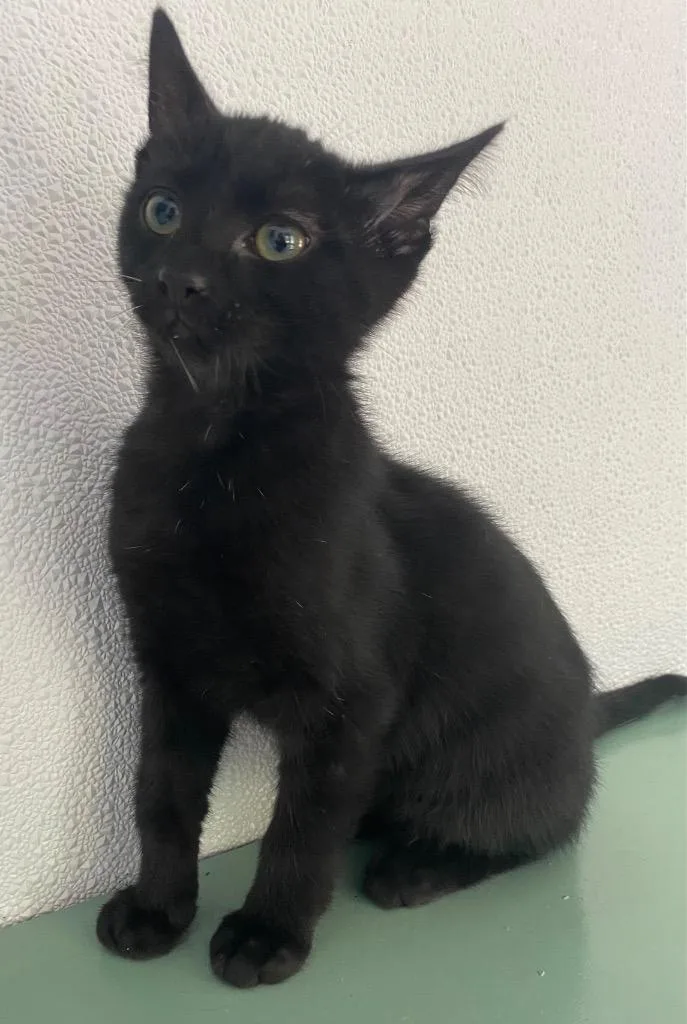 A baby large-sized male Domestic Short Hair cat named Oren for adoption in Lockhart, TX