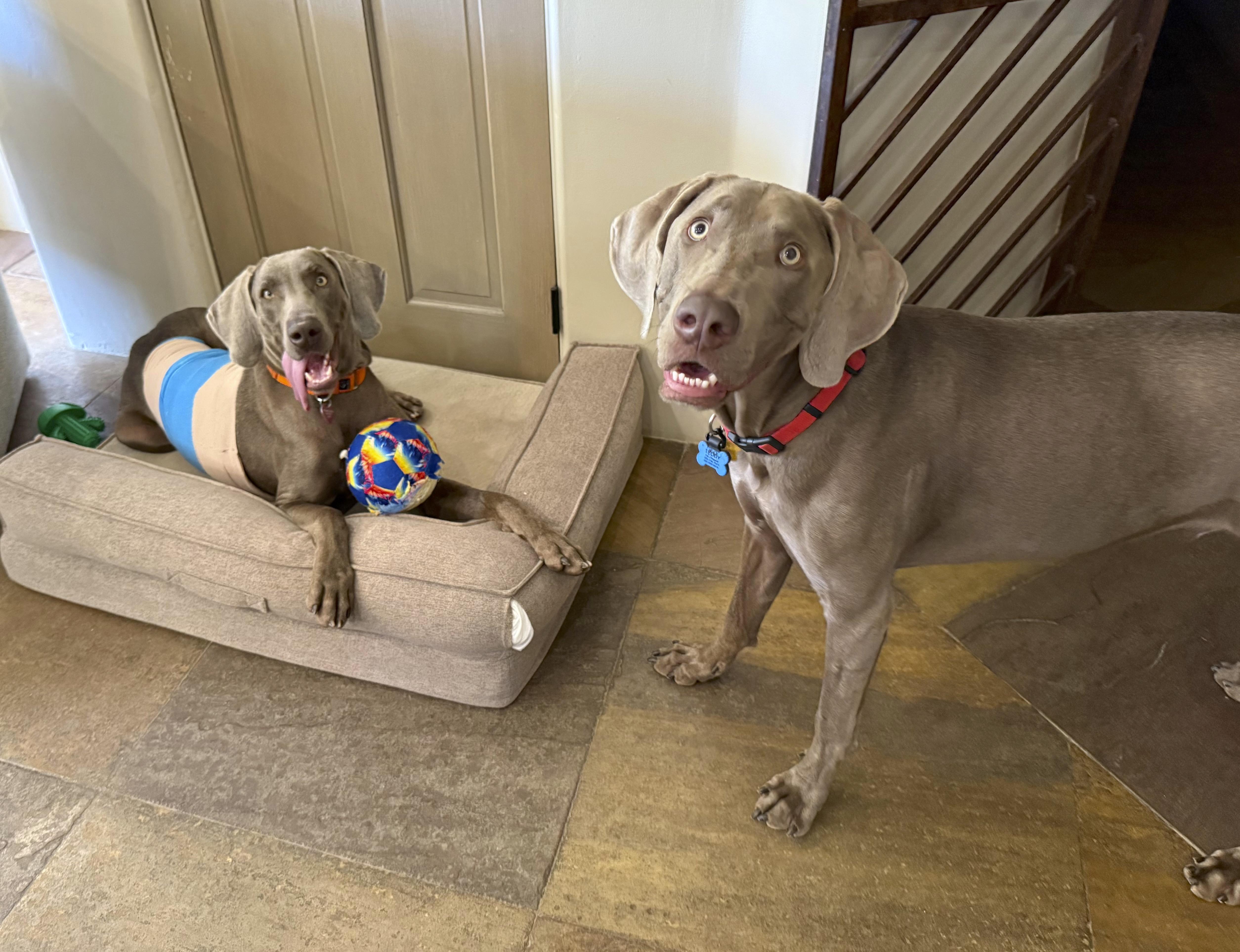 A young large-sized male Gray / Blue / Silver Weimaraner dog named Archie for adoption in Albuquerque, NM
