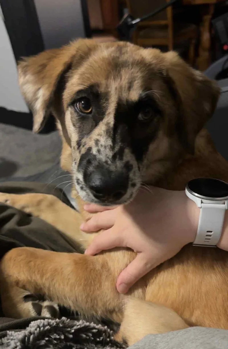 Sadie