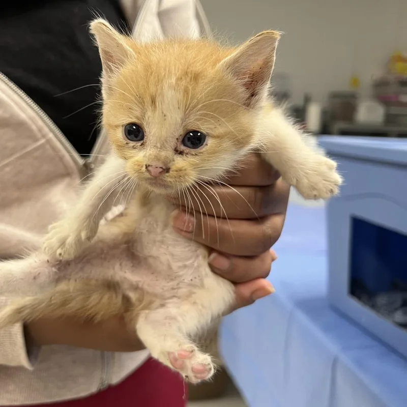 A baby small-sized female Orange / Red Domestic Short Hair cat named SidoC for adoption in East Saint Louis, IL
