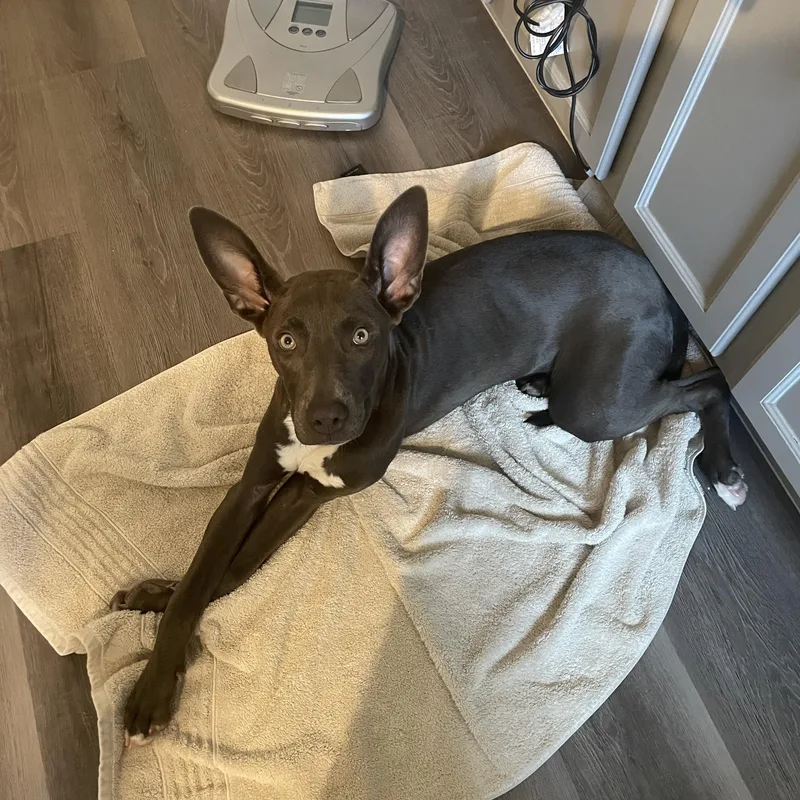 A baby medium-sized female American Staffordshire Terrier dog named Indigo for adoption in Plano, TX