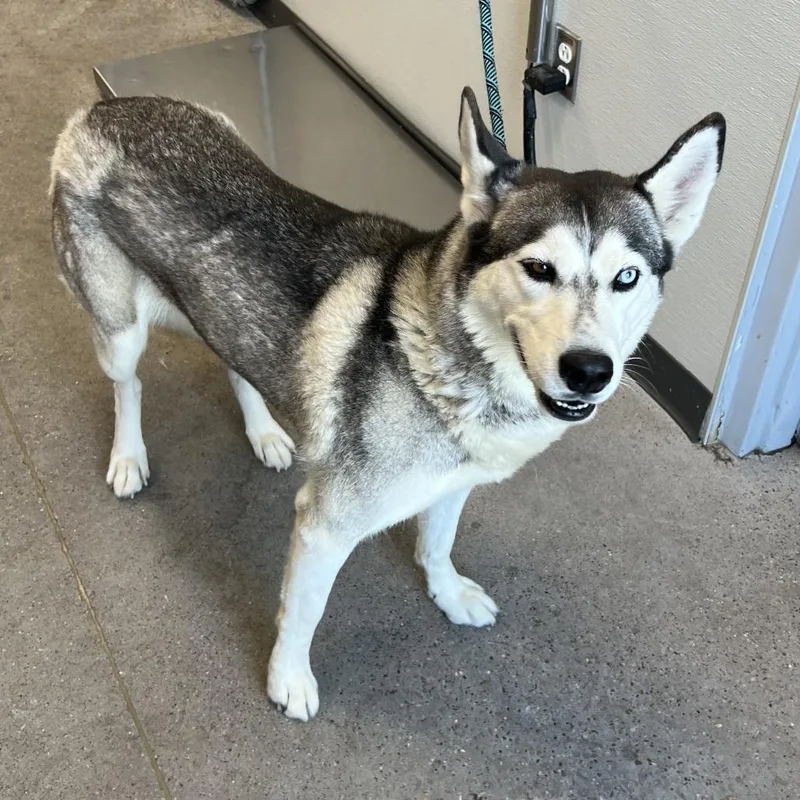 An adult large-sized female White / Cream Mixed Breed dog named Luna for adoption in Las Cruces, NM