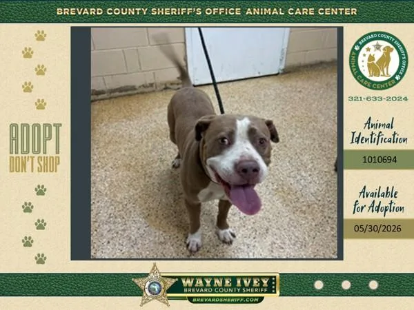 An adult large-sized male Mixed Breed dog named Soto for adoption in Melbourne, FL