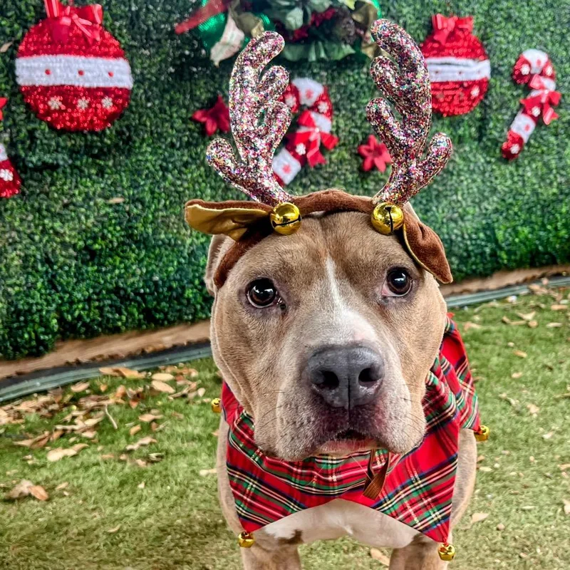 Mc Chicken thumbnail 2